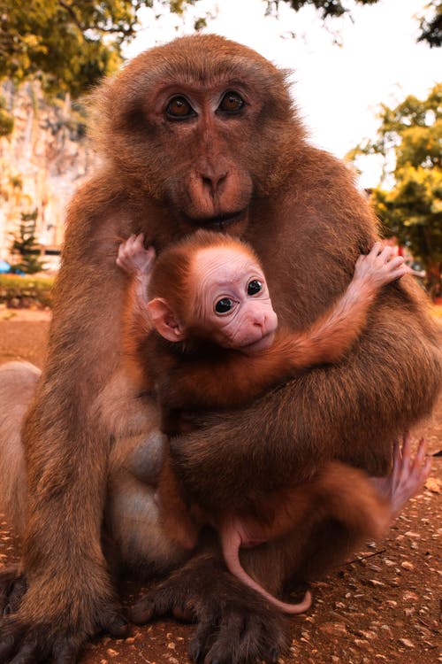 棕色的猴子抱着小猴子 · 免费素材图片