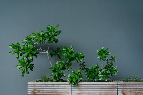 绿叶植物照片 · 免费素材图片