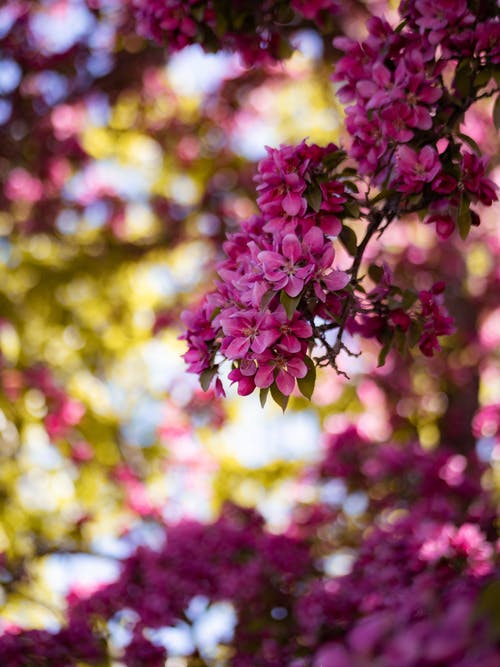 粉色花瓣花的选择性焦点照片 · 免费素材图片