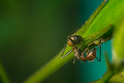 蚂蚁在绿叶上的特写照片 · 免费素材图片