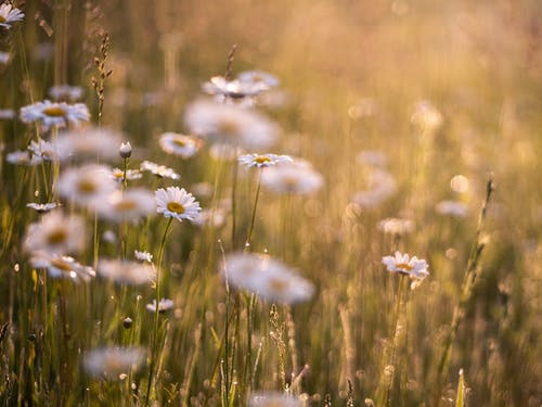 牛眼菊的选择性聚焦照片 · 免费素材图片