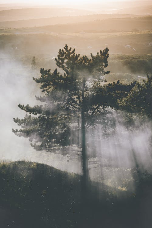 雾包围的树的照片 · 免费素材图片