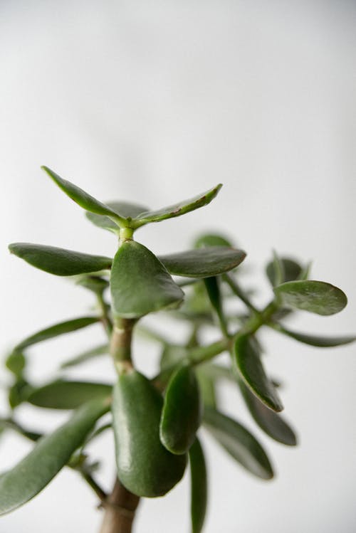 绿色的肉质植物的特写照片 · 免费素材图片