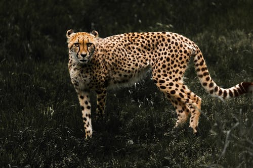 猎豹的照片 · 免费素材图片