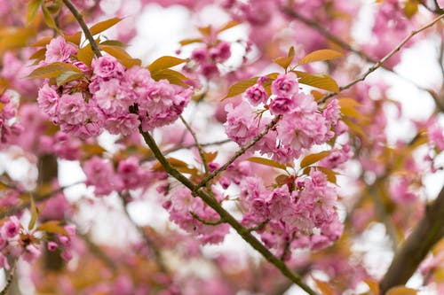粉红色的花瓣花 · 免费素材图片