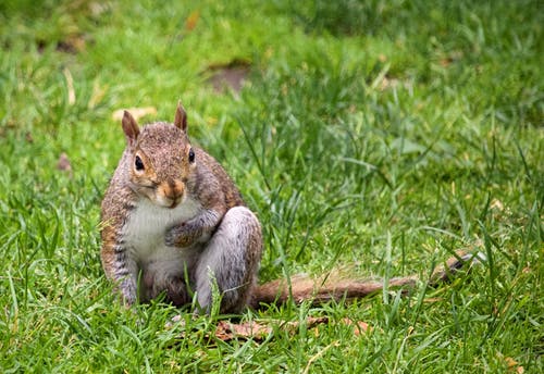 一只棕色和灰色的松鼠坐在草地上的照片 · 免费素材图片