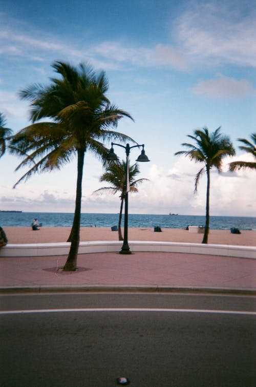 岸上的绿色棕榈树 · 免费素材图片