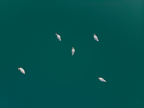 湖上的白天鹅的顶视图照片 · 免费素材图片