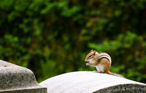 灰色的水泥拱上的棕色松鼠 · 免费素材图片