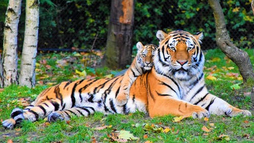 老虎和幼崽躺在草地上的照片 · 免费素材图片