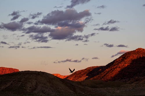 山顶飞鸟摄影 · 免费素材图片