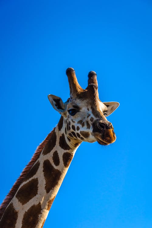 在蓝色背景上孤立的长颈鹿的肖像照片 · 免费素材图片