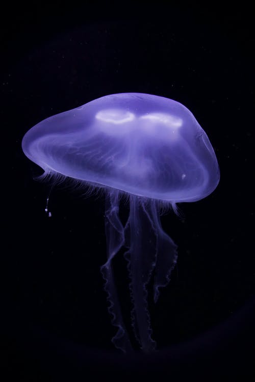 紫色水母 · 免费素材图片