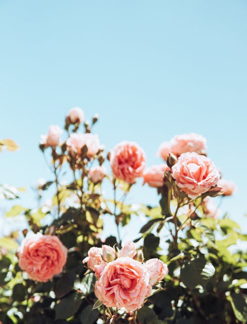 粉色和白色的花朵的照片 · 免费素材图片