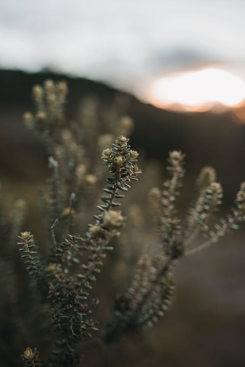 植物近景 · 免费素材图片