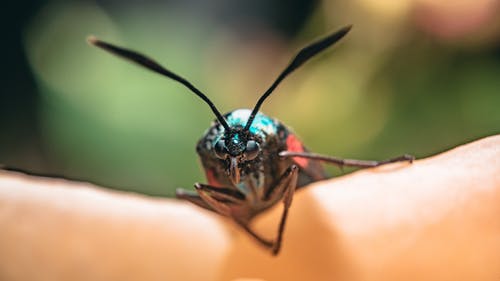 在人类皮肤上的黑色昆虫的特写照片 · 免费素材图片