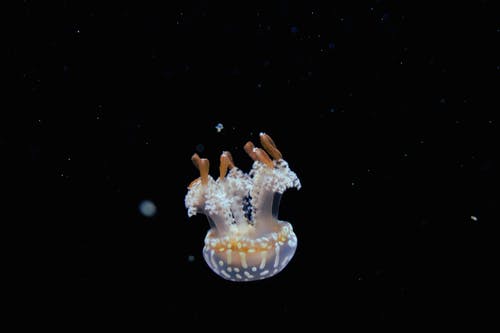 水母图 · 免费素材图片