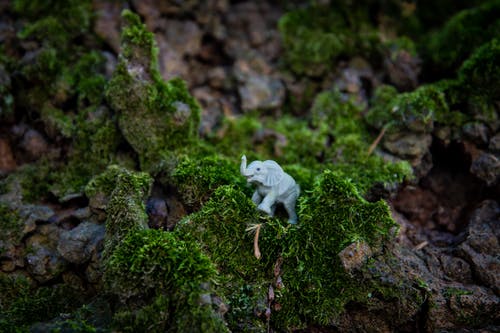 站在长满苔藓的岩石上的灰色大象塑料玩具 · 免费素材图片