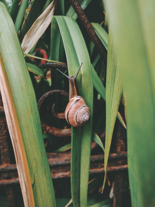 蜗牛在草地上 · 免费素材图片
