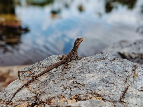 蜥蜴在岩石上的特写照片 · 免费素材图片