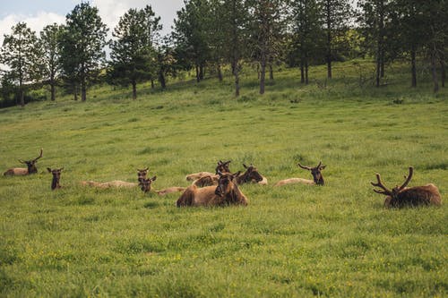 麋鹿在草地上 · 免费素材图片