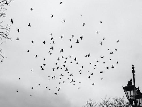 飞鸟的灰度摄影 · 免费素材图片