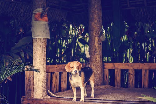小狗站在木制平台上的照片 · 免费素材图片