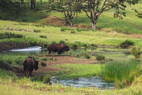 靠近水的野牛 · 免费素材图片