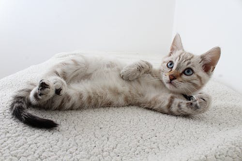 躺着的灰色虎斑小猫的照片 · 免费素材图片