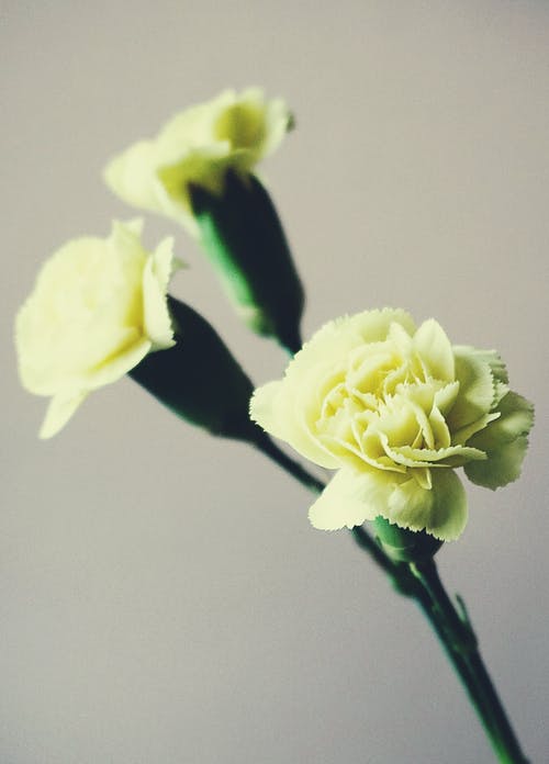 三朵黄色的花 · 免费素材图片