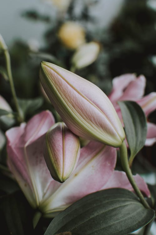 粉红色的花瓣花的特写照片 · 免费素材图片