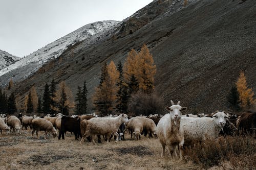 树木旁边的白羊和黑羊群 · 免费素材图片