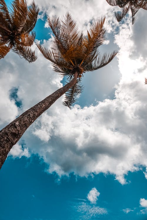 低角度摄影的棕色棕榈树 · 免费素材图片
