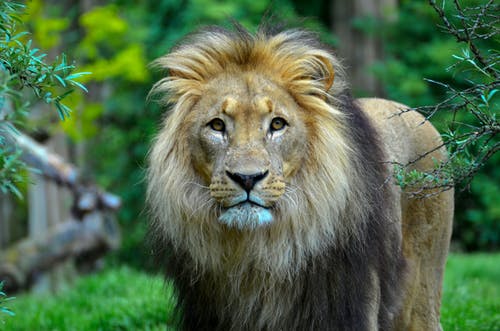 狮子的特写摄影 · 免费素材图片