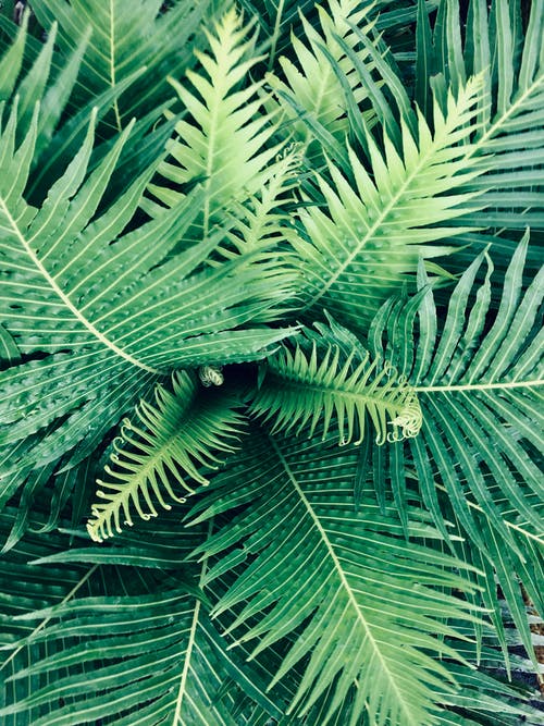 线性绿叶植物 · 免费素材图片