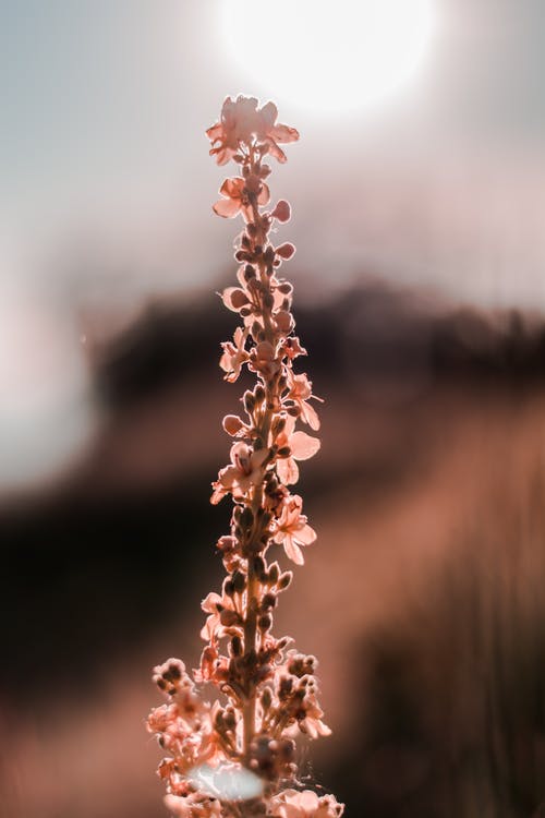 花的特写照片 · 免费素材图片