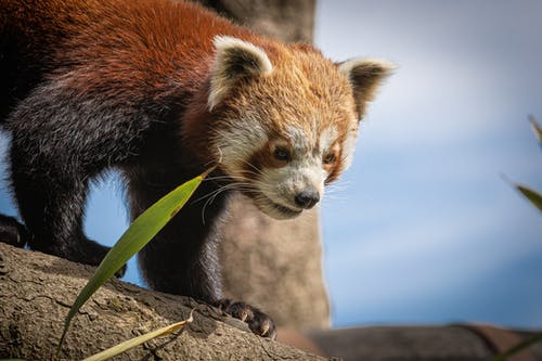 小熊猫的特写照片 · 免费素材图片