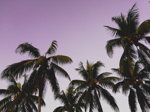 低角度的棕榈树的照片 · 免费素材图片