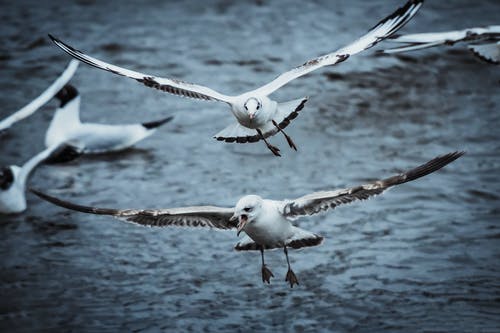 两只白鸟的特写镜头 · 免费素材图片