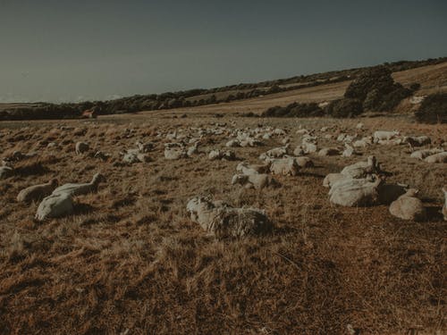 羊群在草地上的照片 · 免费素材图片