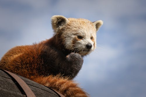 小熊猫的特写照片 · 免费素材图片