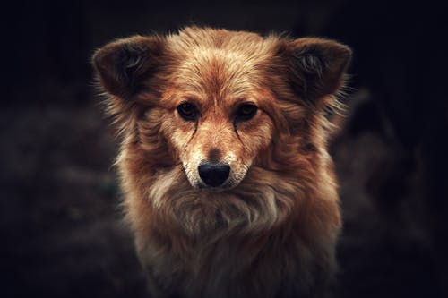 棕狗 · 免费素材图片