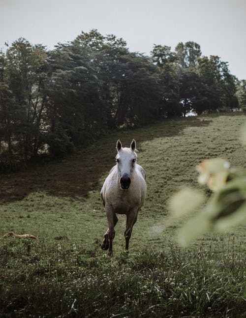 白马在草地上奔跑的照片 · 免费素材图片