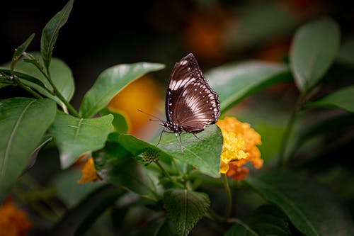 蝴蝶栖息在叶子上的特写照片 · 免费素材图片