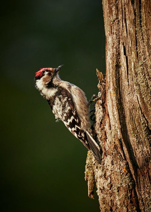 柔软的啄木鸟在树干上的选择性焦点照片 · 免费素材图片