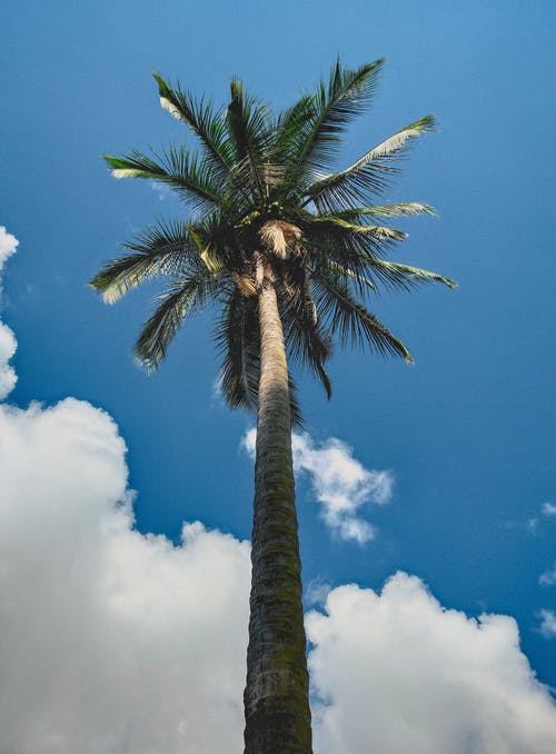 低角度摄影的椰子棕榈树在蓝蓝的天空下 · 免费素材图片