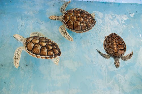 三只乌龟 · 免费素材图片