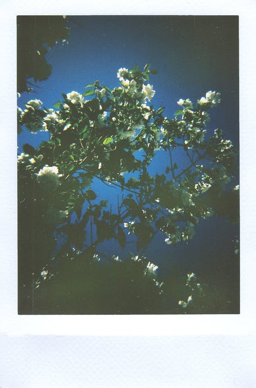 鲜花在晚上的照片 · 免费素材图片