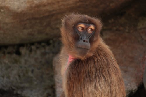 布朗猴子的特写照片 · 免费素材图片