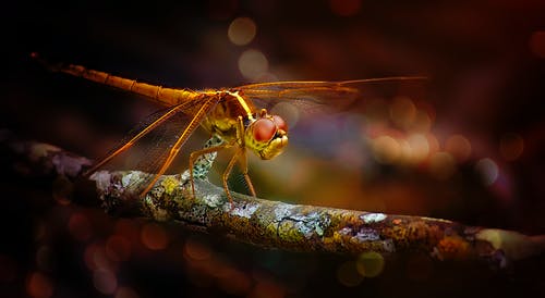 蜻蜓栖息在树枝上的特写照片 · 免费素材图片